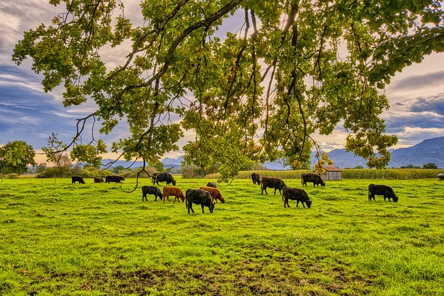 Kühe grasen auf einer weitläufigen Weide.